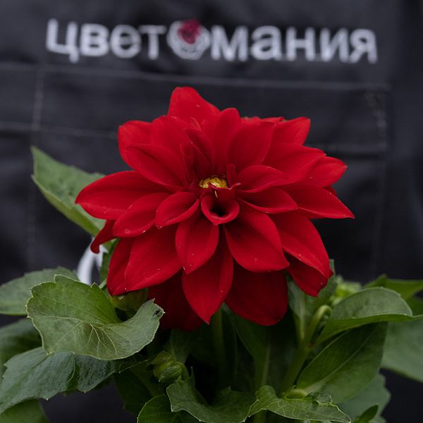 Купить Рассада Георгин Mix в горшке в  с бесплатной доставкой: цена, фото, описание